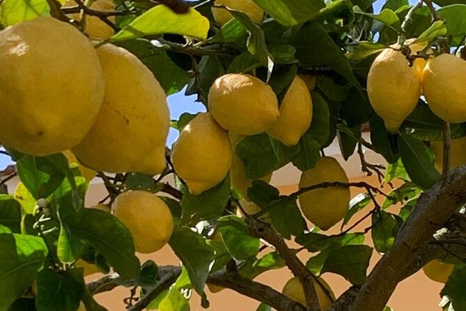3 Hour Walking Tour of Sorrento with Local Food Tasting - Starting in Piazza Tasso, Sorrento’s lively center