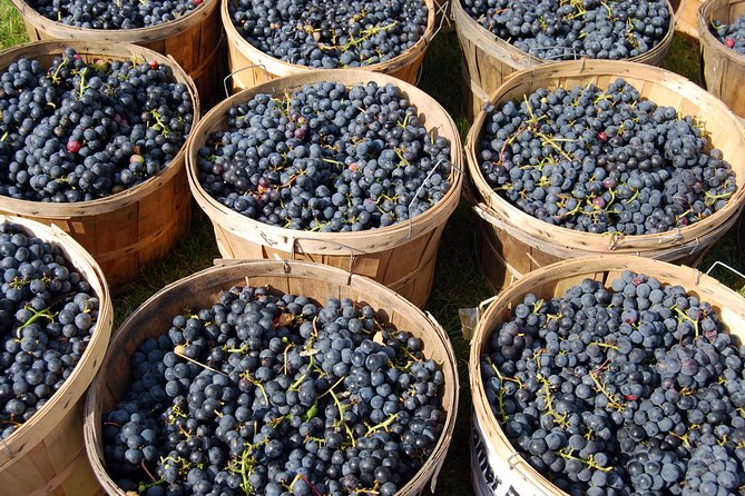 All Inclusive Pompeii, Vesuvius, wine tasting & light lunch - Lunch and wine on volcanic soil