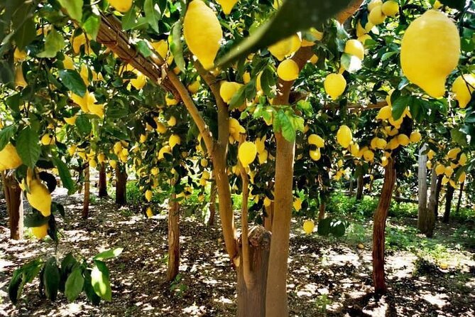 Amalfi Coast - Maiori: Path of Lemons Tour with Tasting - What the Path of Lemons Really Feels Like