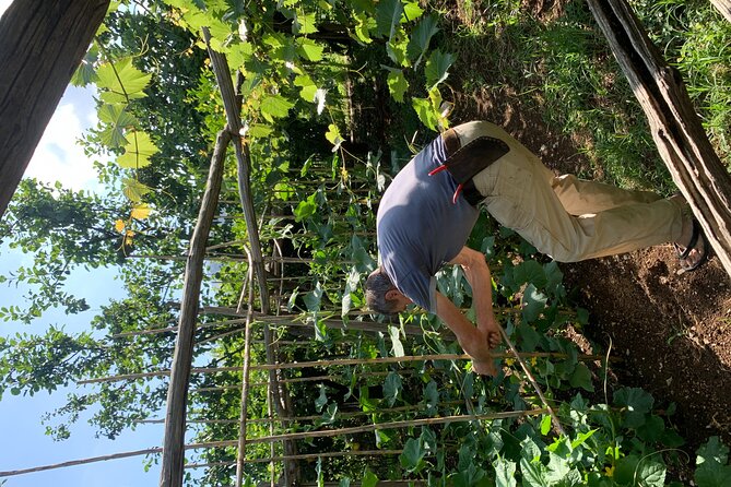 Amalfi Coast - Maiori: Path of Lemons Tour with Tasting - The Finish in Minori