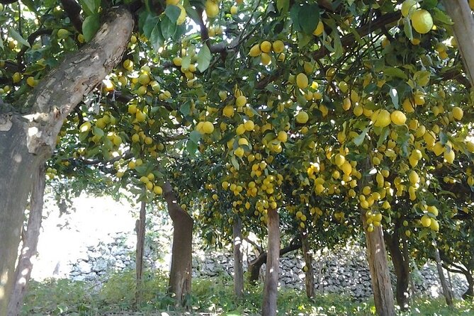 Amalfi Coast - Maiori: Path of Lemons Tour with Tasting - Is $60.47 a Fair Price?