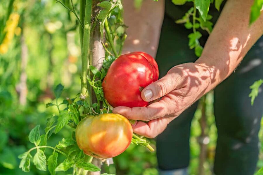 Amalfi Coast: Pizza & Mozzarella Class with Farmhouse visit - Touring the lemon grove and vegetable garden