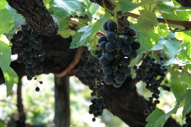 Amalfi coast private tour with Amalfi Ravello and Wine Tour from Positano - What the $590.60 price means