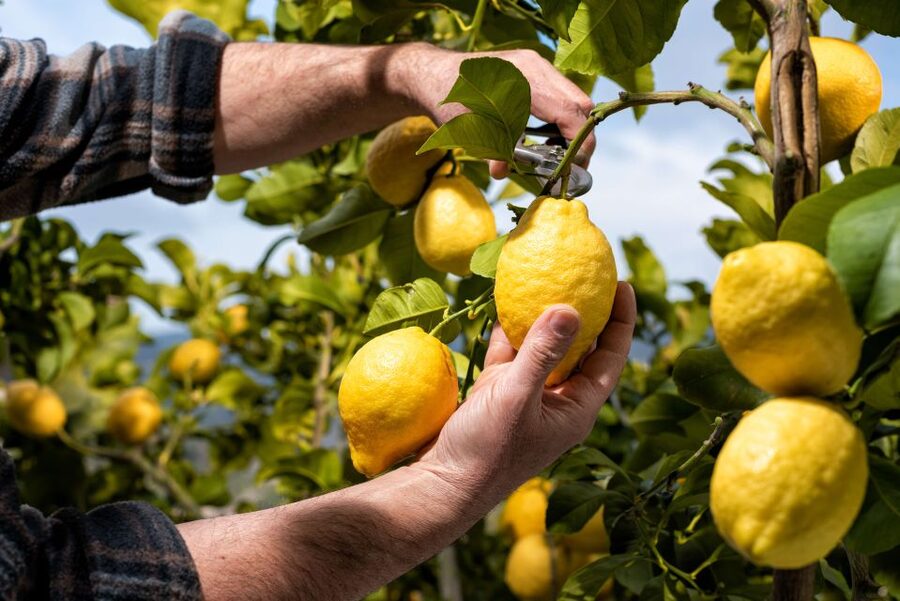 Amalfi: Cooking Class and Farmhouse Visit With Meal - From freshly picked vegetables to the cooking table