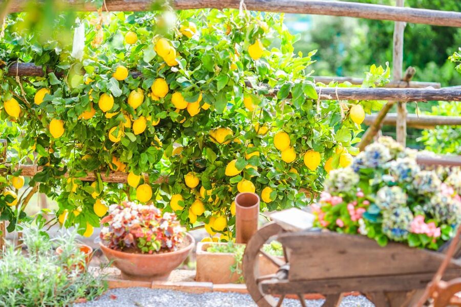 Amalfi: Cooking Class and Farmhouse Visit With Meal - Timing your day in Amalfi