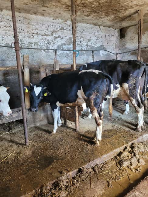 Amalfi: Milk the cows, Make Pasta, Mozzarella and Tiramisù! - A farm visit with a real hands-on start