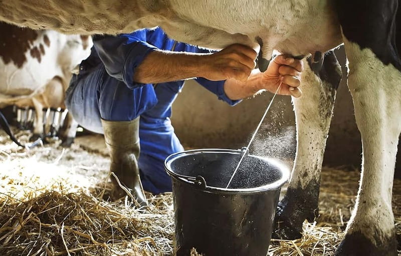 Amalfi: Milk the cows, Make Pasta, Mozzarella and Tiramisù! - Making fiordilatte in Agerola