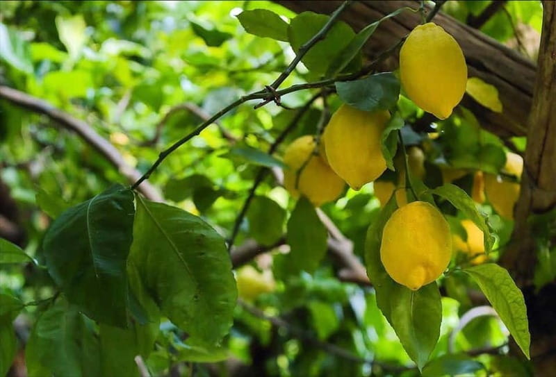 Amalfi Organic Lemon Tour & Wine Tasting + Dinner or Lunch - Key points to know before booking