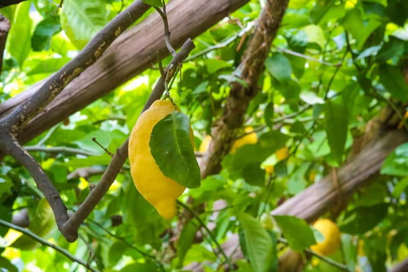 Amalfi Organic Lemon Tour & Wine Tasting + Dinner or Lunch - Why the lemon terraces matter