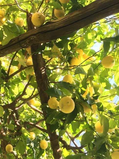 Amalfi Organic Lemon Tour & Wine Tasting + Dinner or Lunch - Four wines with a proper Amalfitan meal