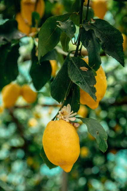 Amalfi: Vertical Lemon Farm Tour, Tastings, and Rural Museum - Why Amalfi’s vertical lemon farms matter