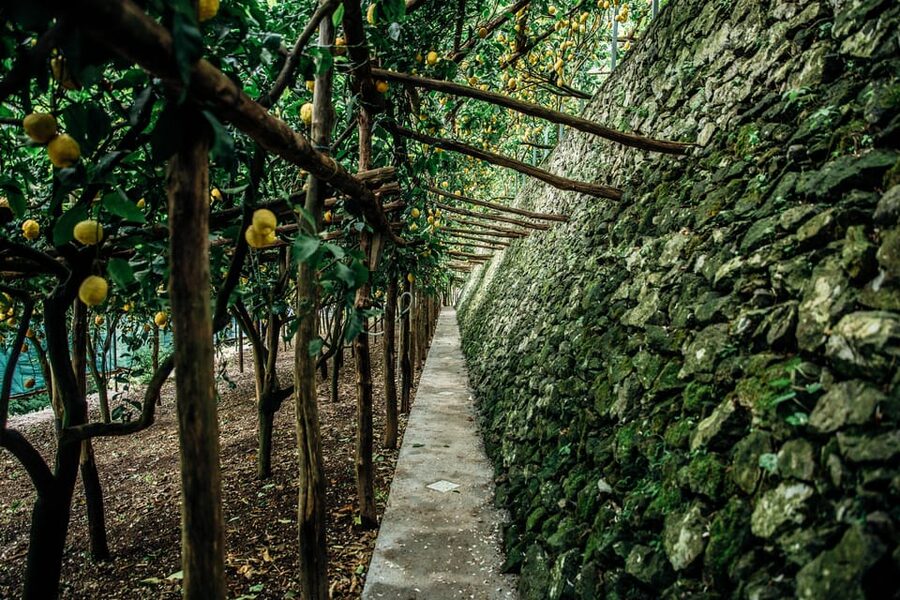 Amalfi: Vertical Lemon Farm Tour, Tastings, and Rural Museum - Who should book this lemon farm tour?