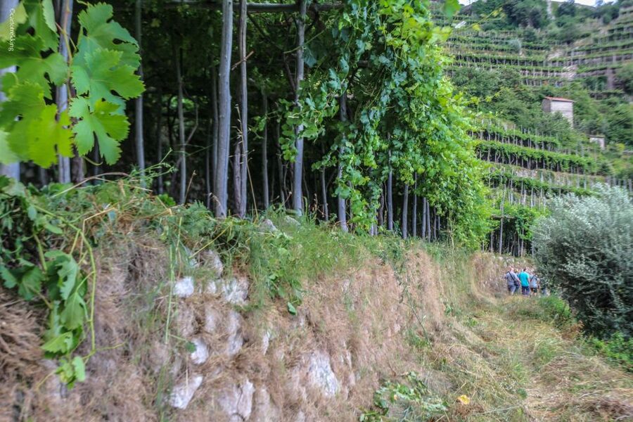 Amalfi: Walking tour between Furore vertical Vineyards - What to wear and who should skip it