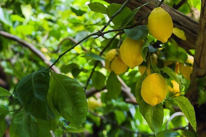 Authentic Amalfi Lemon Tour & Tasting in the Historical Garden - How much value do you get for $49.48?