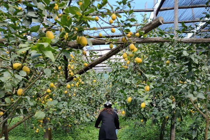 Backroads & Limoncello Experience: Sorrento E-Bike Tour - Who should book this Sorrento e-bike tour?