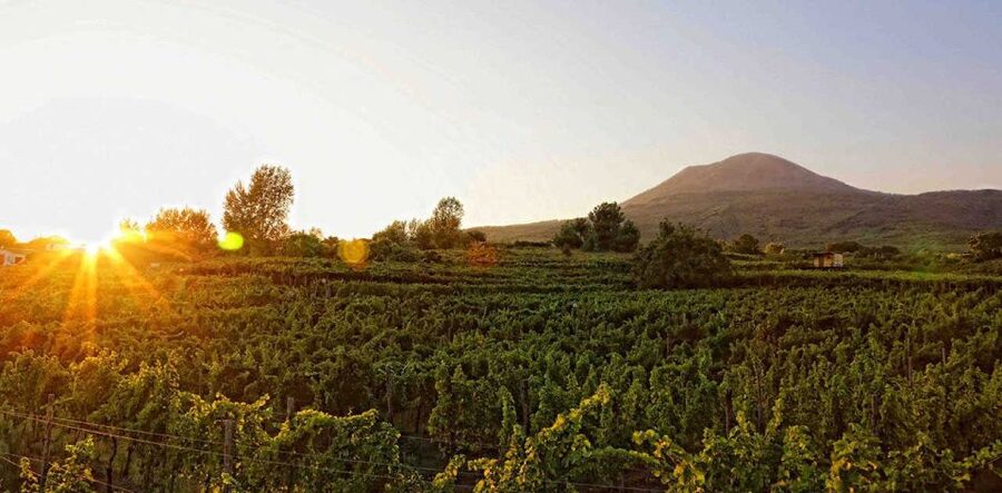 Boscotrecase: Vesuvius Wine Tasting Tour Lunch - Why a vineyard on Vesuvius makes this tasting special