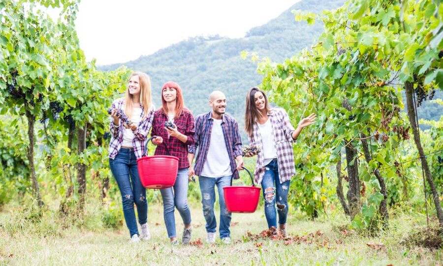 Boscotrecase: Vesuvius Wine Tasting Tour Lunch - Four wines, including Lacrima Christi