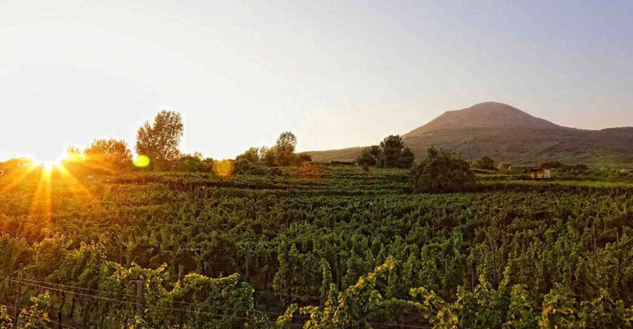 Boscotrecase: Vesuvius Wine Tasting Tour Lunch - The vineyard walk and local winemaking story