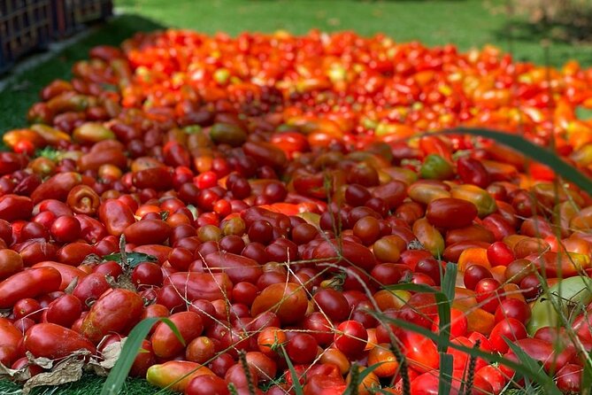 Cook and Eat in a Citrus Grove in Sorrento - Sitting under the pergola to eat what you made