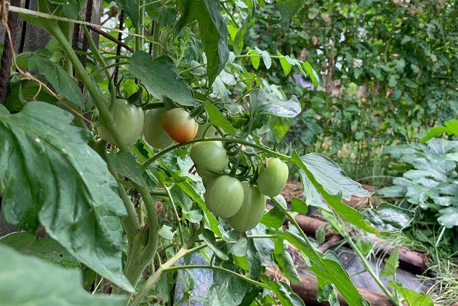 Cook and Eat in a Citrus Grove in Sorrento - Is $168.20 a fair price?