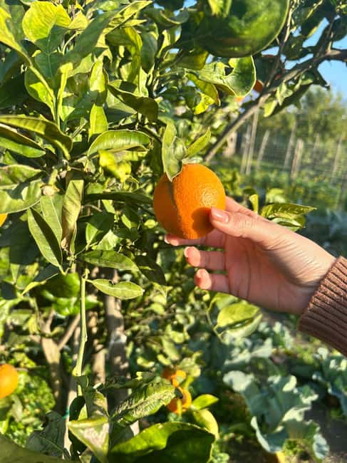 Cooking Class w/Italian Mamma from Pompei! - Timing, cancellation, and practical planning
