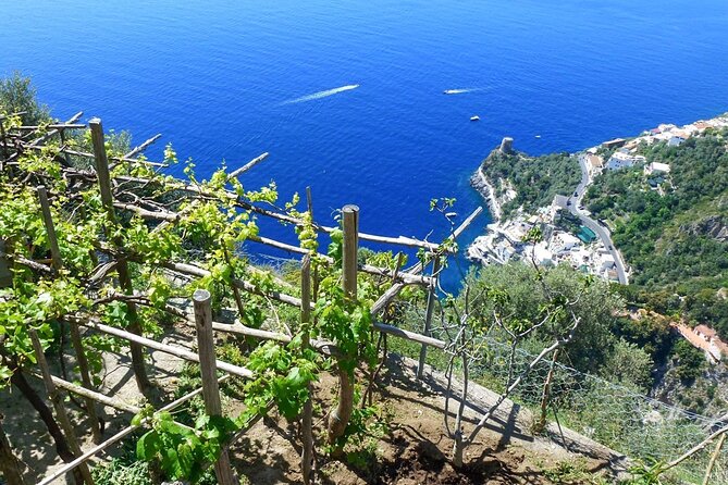 Cooking Class with garden visit - Wine, cheese, and local pairings