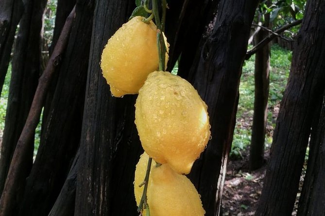 DISCOVER SORRENTO, food &Walking tour . Lemons-cheese&olive oil - What this Sorrento walk is really about