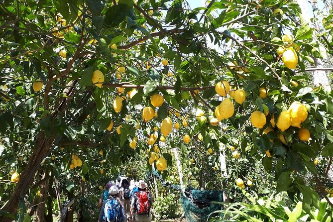 DISCOVER SORRENTO, food &Walking tour . Lemons-cheese&olive oil - The guides make a real difference