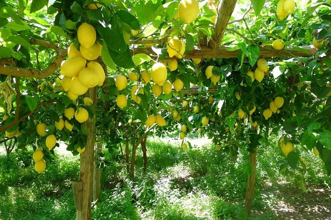 Discover Sorrento with food tasting and walking Tour - Villa Fiorentino and the lemon grove