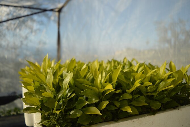 Discovery Tour of Sorrento Lemon in Massa Lubrense - Why this Sorrento lemon tour feels different