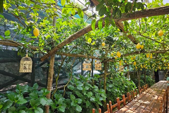 E-Bike Tour in the Sorrento Peninsula and Visit to Acetaia - Lemon groves, olive trees, and Gulf views