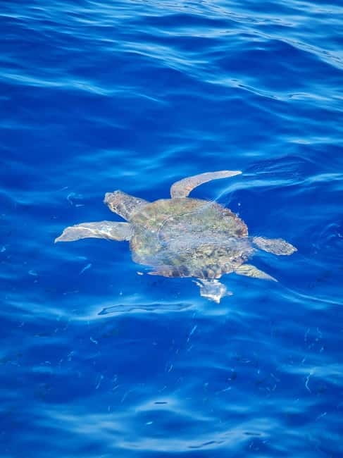 From Sorrento: Capri Boat Tour with Blue Grotto Visit - Who should book this Capri boat tour