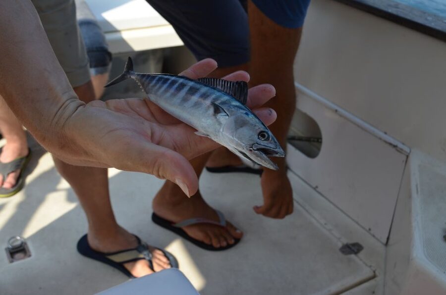 From Sorrento: Fishing in Capri with Lunch - Group size, comfort, and the real value