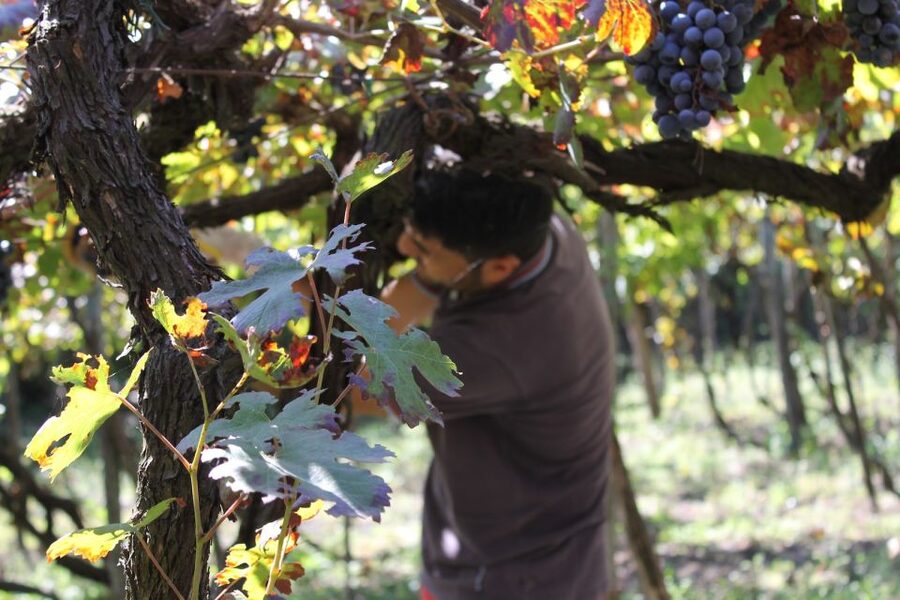 From Sorrento: Full-Day Pompeii & Wine Tasting Tour - Key points to know before booking