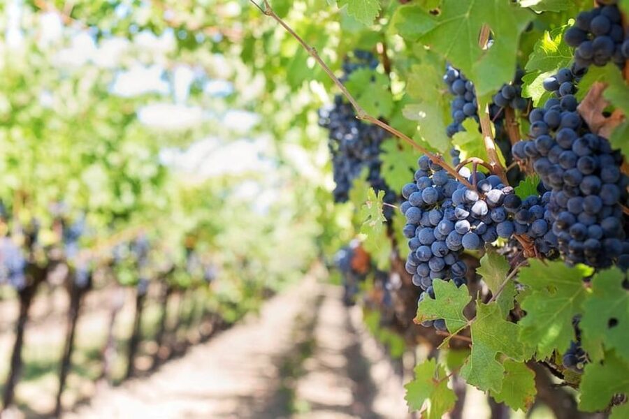 From Sorrento: Skip-the-Line Pompeii Tour and Vineyard Lunch - What the $157.47 price covers