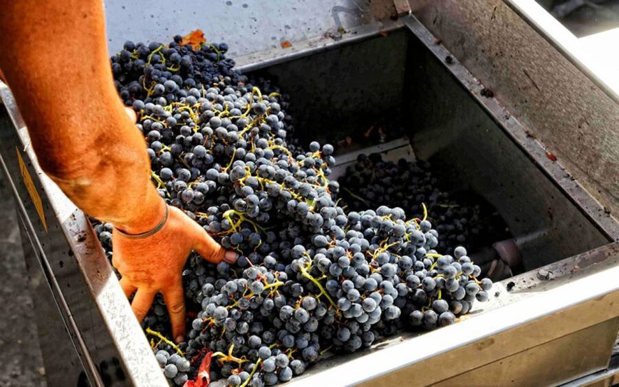 From Sorrento: Winery Tour, Tasting & Lunch - A Brief Tour of the Vineyard