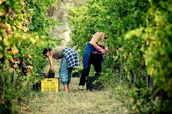 Full Day Small Group Pompeii Tour from Sorrento with Local Wine Tasting - Two hours among Pompeii’s Roman streets