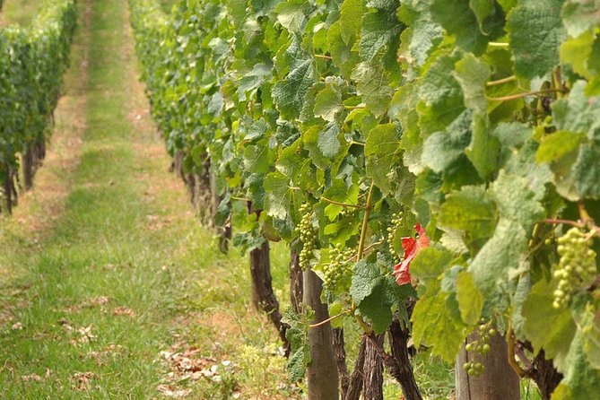 Full Day Small Group Pompeii Tour from Sorrento with Local Wine Tasting - Bosco de’ Medici turns lunch into the second attraction