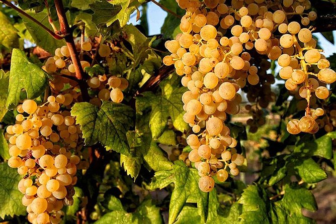 Full Day Small Group Pompeii Tour from Sorrento with Local Wine Tasting - Guides, pace, and the human side of the day