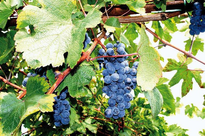 Full Day Small Group Pompeii Tour from Sorrento with Local Wine Tasting - Booking details worth keeping in mind