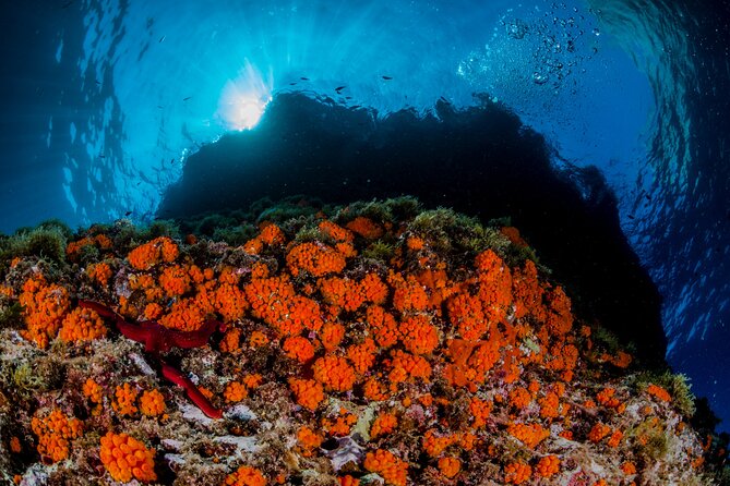 Guided diving for beginners without certification from Sorrento - The second session reaches 12 metres