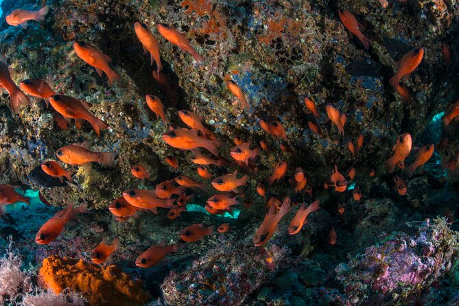 Guided diving for beginners without certification from Sorrento - Punta Campanella’s underwater sights