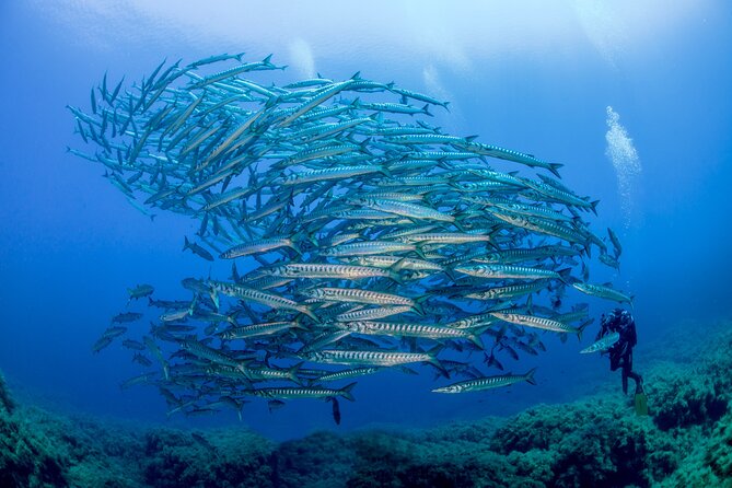 Guided diving for beginners without certification from Sorrento - What the five-hour schedule really includes