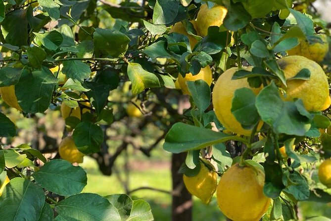 Guided tour of a historic lemon grove in Sorrento - Key points to know before you book