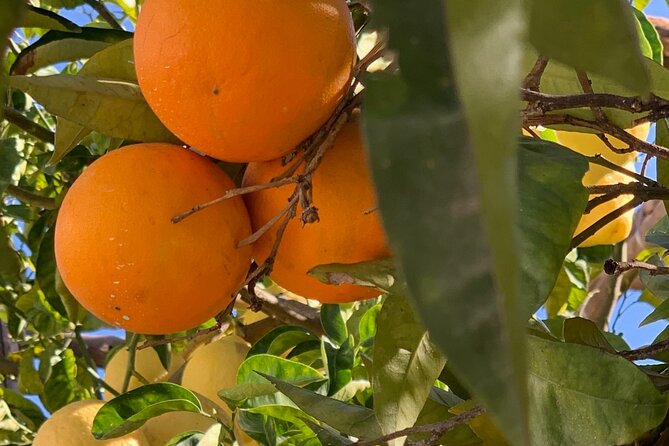 Guided tour of a historic lemon grove in Sorrento - The tasting is more than a token sample