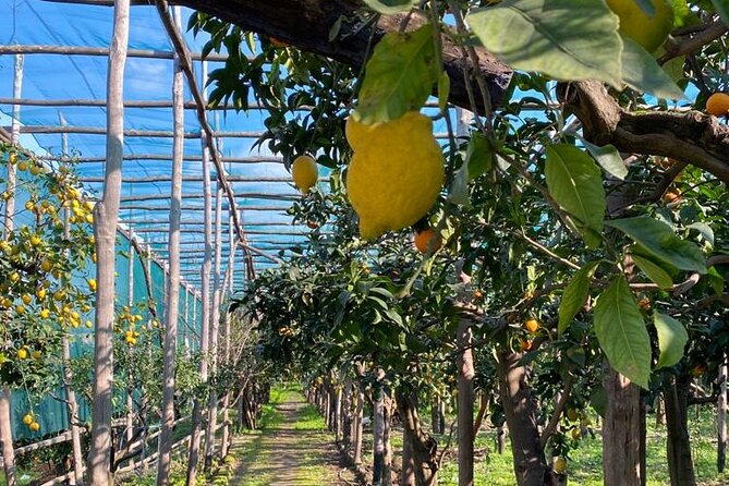 Guided tour of a historic lemon grove in Sorrento - Group size, timing, and the feel of the visit