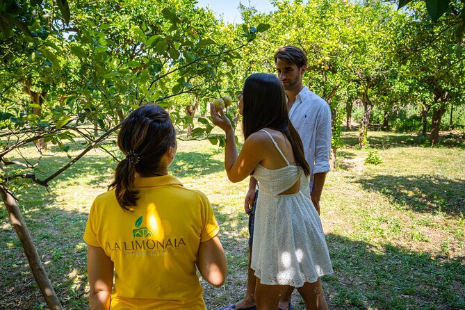 Guided tour of a historic lemon grove in Sorrento - What I would bring and how I would plan it