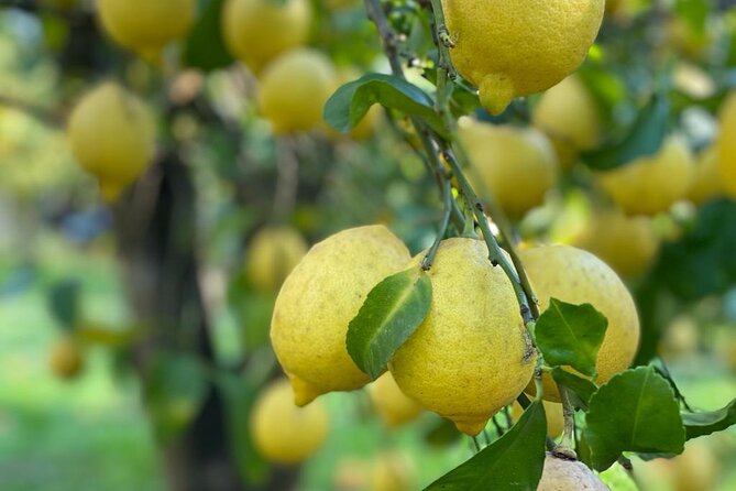 Guided tour of a historic lemon grove in Sorrento - What happens during the 45-minute grove walk