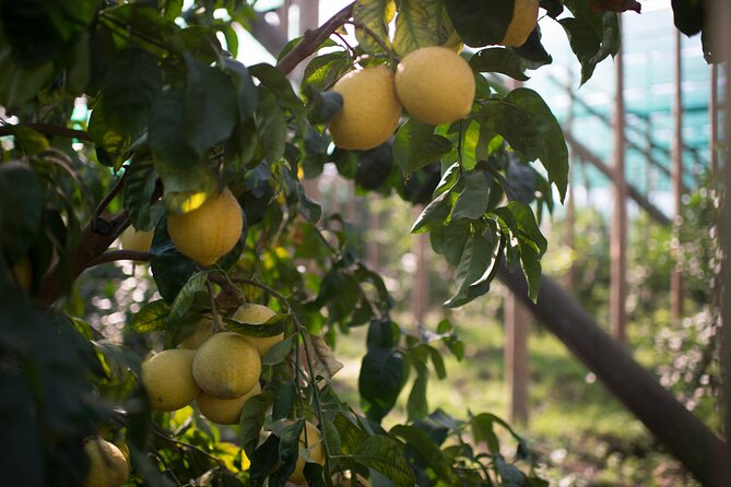 Guided tour of the history and tradition of the Sorrento lemon - What the $59.29 price really covers