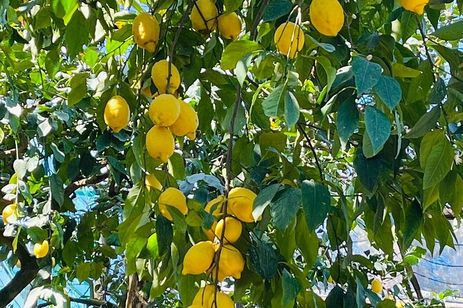Guided tour of the history and tradition of the Sorrento lemon - Walking through Pizzo garden and its old citrus trees